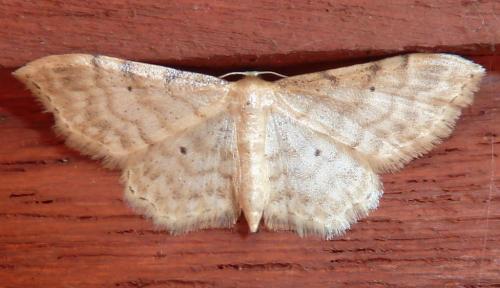 Idaea fuscovenosa